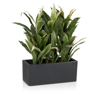 alma-planter---fibreglass-planters-ODg=