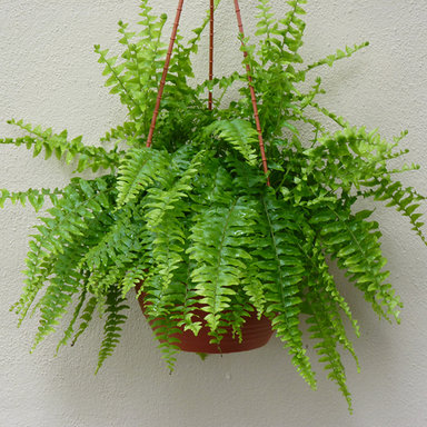 boston-fern---air-purifier-MjQ=